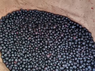 We offer Frozen Wild blueberries LT Orginal : Lithuania
