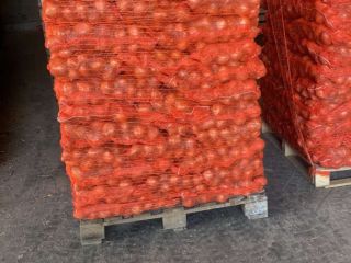 Sprzedam cebulę wyprodukowaną w Serbii w 2024 roku, pakowaną