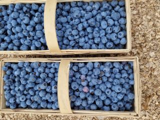 Sprzedam owoce borówki Bluegold. Duże owoce.