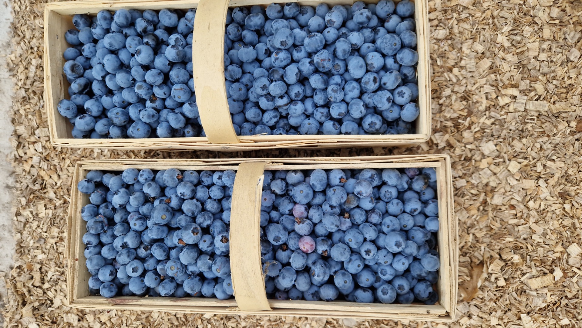 Sprzedam owoce borówki Bluegold