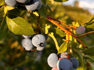 Sprzedam borówkę ekologiczną z certyfikatem agrobiotest .Ilość od 250