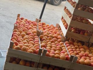 Zajmujemy się sprzedażą świeżych moreli. W celu uzyskania dalszych