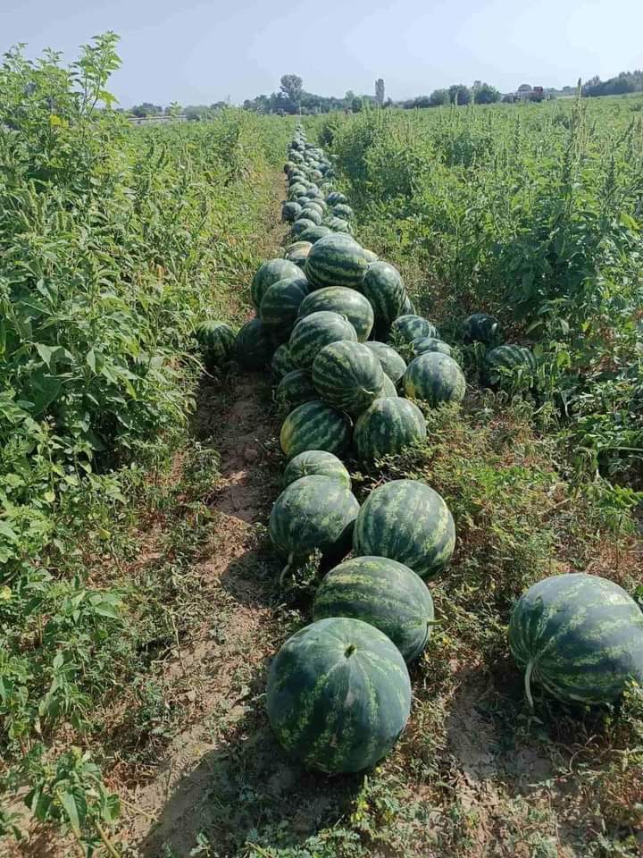 Cześć! Jesteśmy producentami arbuzów z 25-letnim doświadczeniem! Najsmaczniejszy arbuz w Bułgarii! Odmiana Sorrento