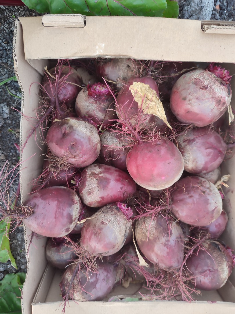 Sprzedam buraczka czerwonego odmiana wodan szykowany pod zamówienie cena 1.5zl powyżej 100kg 1 zł