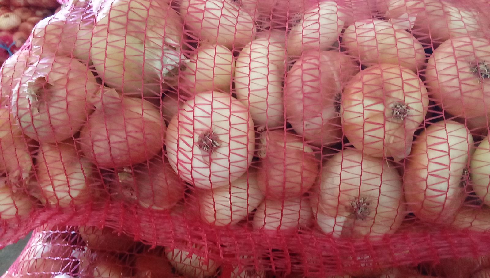 Zajmujemy się sprzedażą hurtową cebuli gazowanej