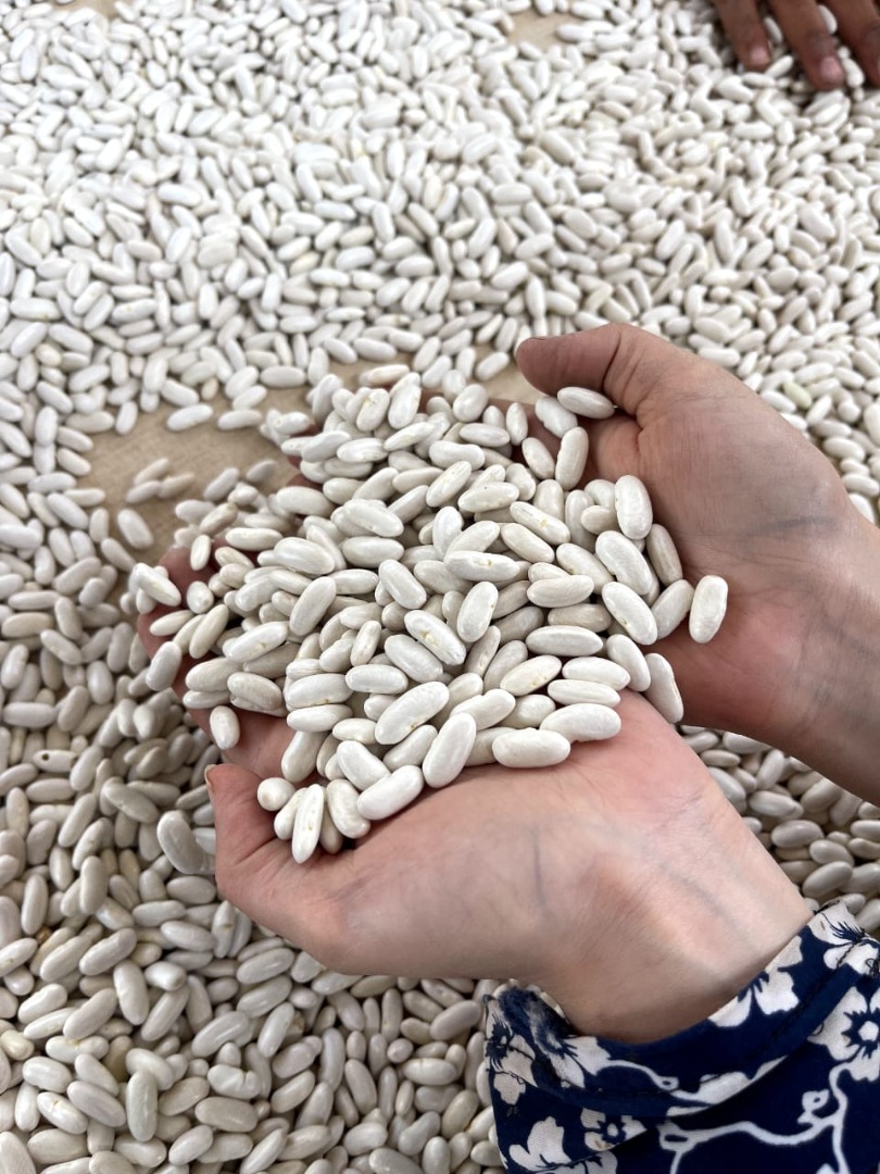 Fasola biała Najlepsza jakość 180 A każde 100 gramów Rozmiary 9 + Pakowanie: Worki 25, 50 kilogramowe Półka na żywo 18 miesięcy Cena Fob Egipt Porty = 1390 $