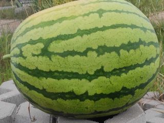 Sprzedam arbuzy, w wielkości 2-6kg