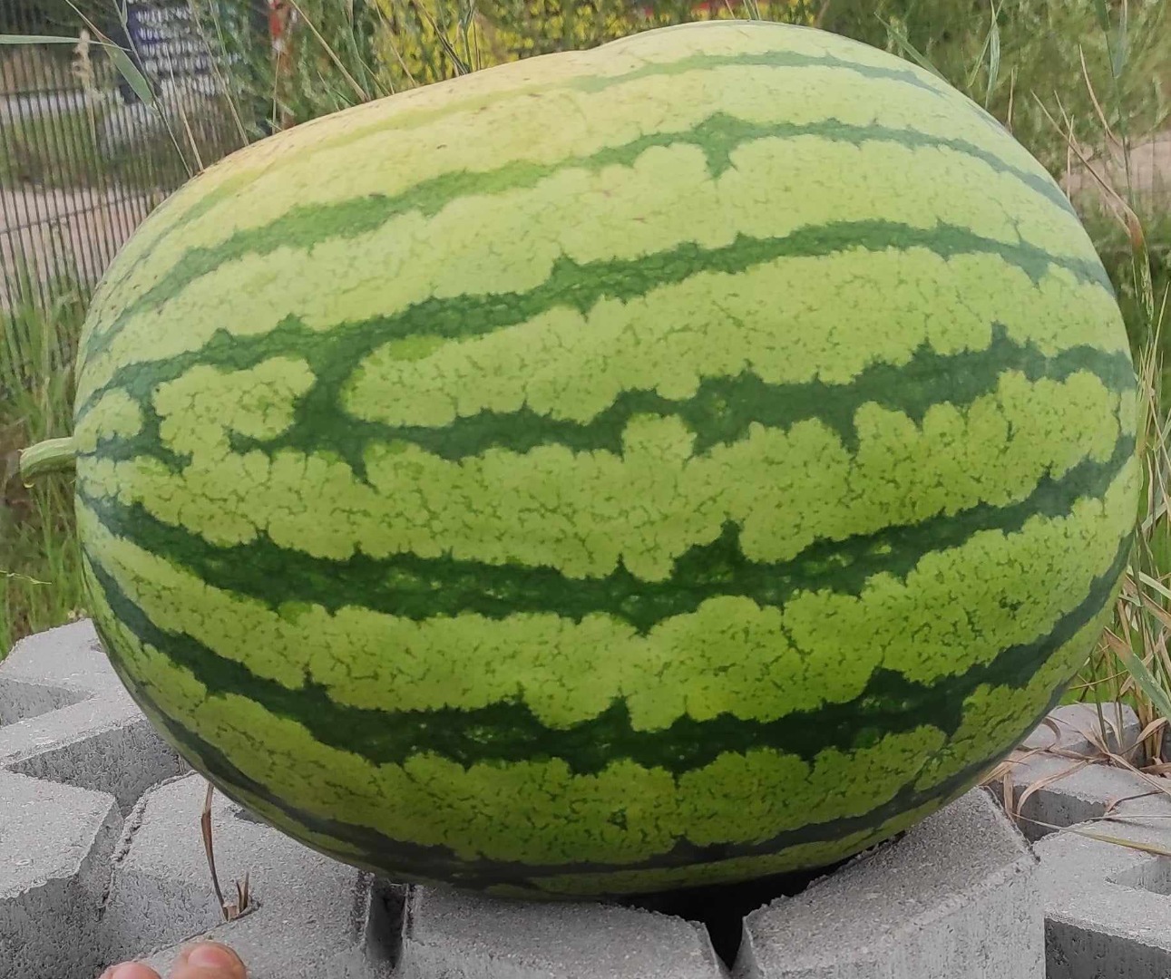 Sprzedam arbuzy, w wielkości 2-6kg
