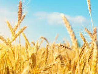 Na powierzchni 10 000 ha uprawiamy pszenicę, durum, kukurydzę,