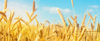 Na powierzchni 10 000 ha uprawiamy pszenicę, durum, kukurydzę, jęczmień i rzepak