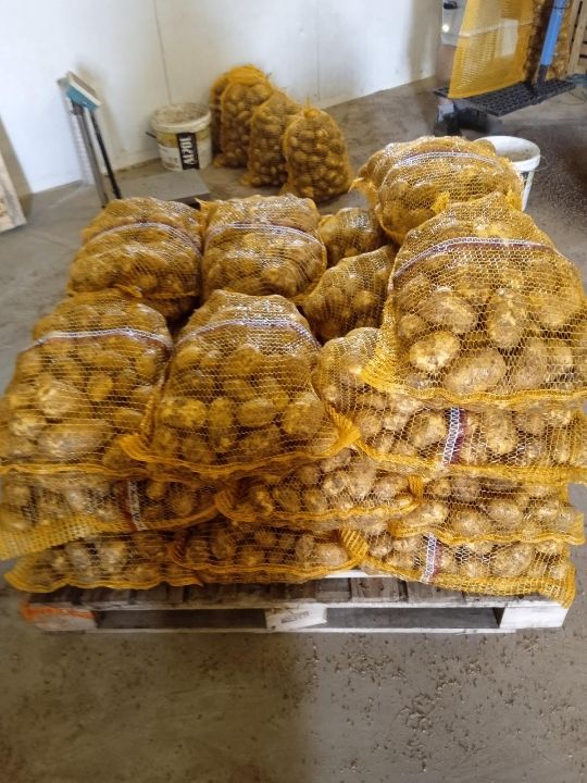 ziemniaki najwyższej klasy, kaliber 5+, opakowanie 15 kg netto, cena obejmuje dostawę produktów do Hiszpanii