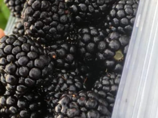 Od dzisiaj na naszej plantacji w Pausesti Maglasi mamy