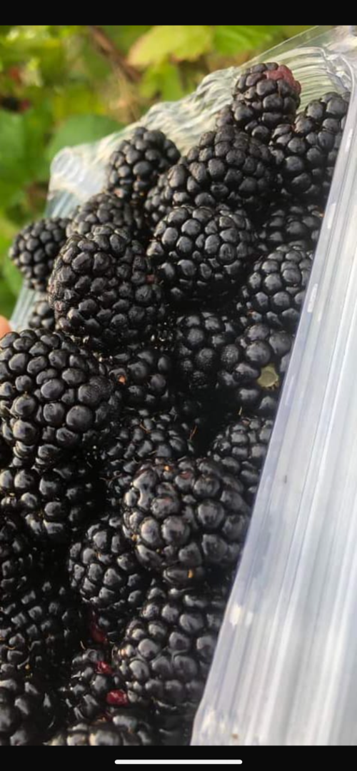 Od dzisiaj na naszej plantacji w Pausesti Maglasi mamy słodkie i smaczne jeżyny