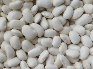 Witam posiadamy na sprzedaż fasolę jaś karłowy , rozmiar