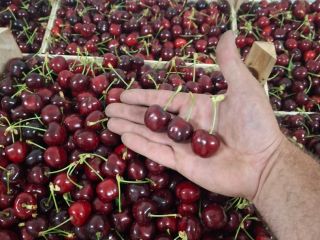 Cebula „Pogačar” (Stuttgarter Reisen) opakowanie miękkie 10 kg. Ręcznie
