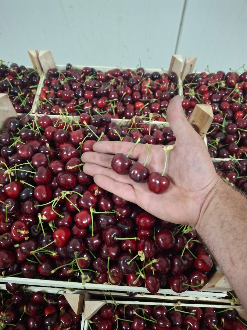Cebula „Pogačar” (Stuttgarter Reisen) opakowanie miękkie 10 kg