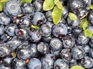 Sprzedam jagody nie czyszczone 22zł za 1kg