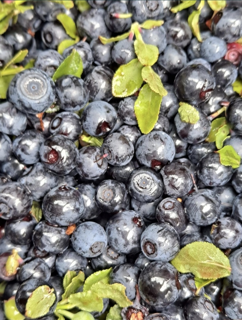 Sprzedam jagody nie czyszczone 22zł za 1kg