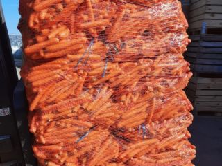 Marchew myta, kaliber 2-4, oczko 10 kg, sprzedaż od