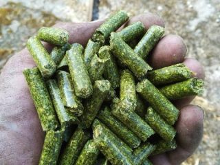 Pellet z lucerny Sprzedaż pelletu z lucerny z certyfikatem