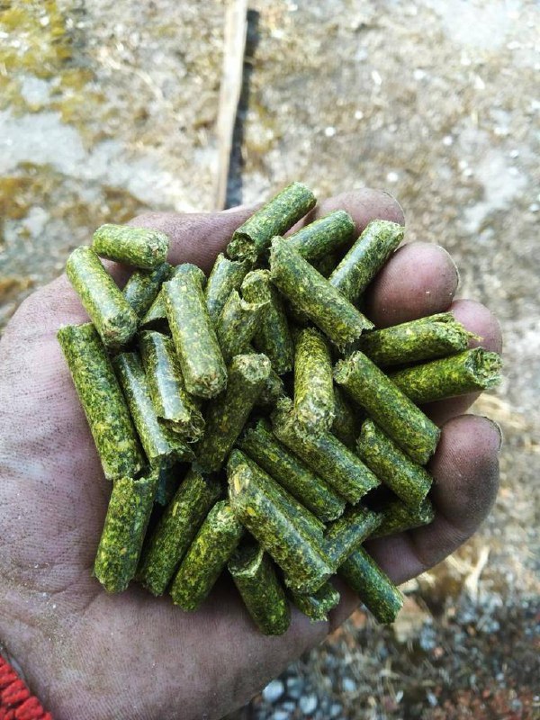 Pellet z lucerny Sprzedaż pelletu z lucerny z certyfikatem jakości, możliwa dostawa poprzez firmę DAP