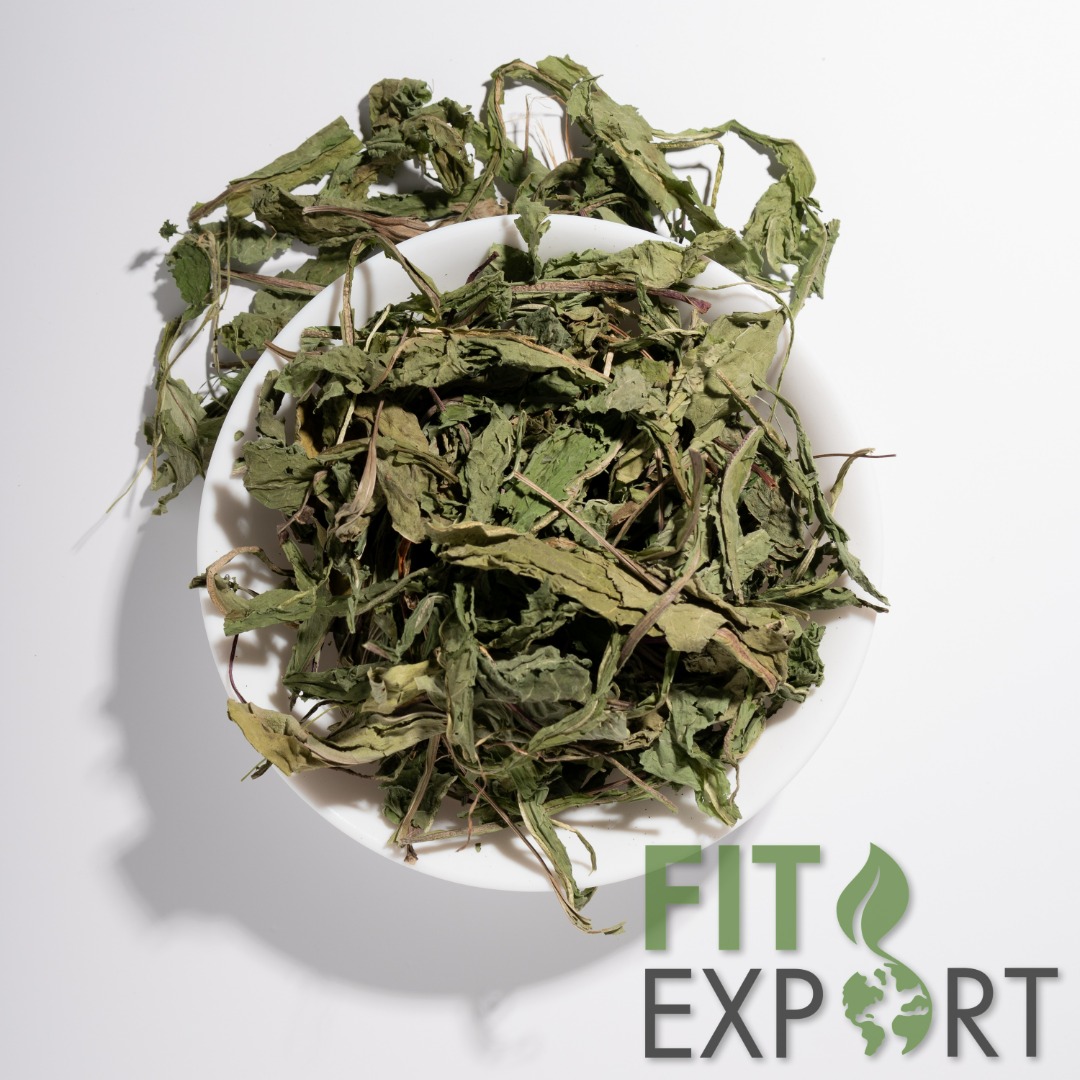 organiczny liść mniszka lekarskiego, Taraxacum officinale folia