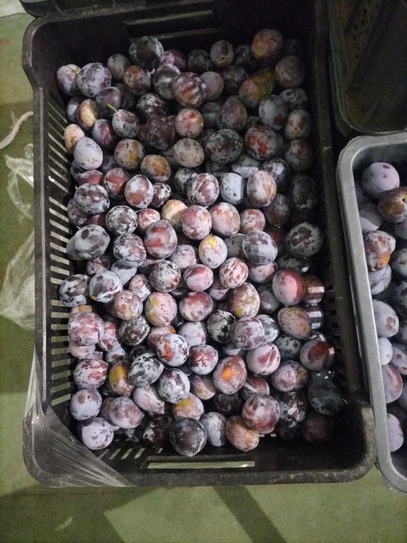 Sprzedam 800kg śliwki Lepotica Rozmiar 32+ Opakowania 5kg plastik