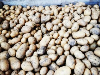 Sprzedam organiczne certyfikowane ziemniaki stołowe odmiany Agata (ziemniaki wczesne