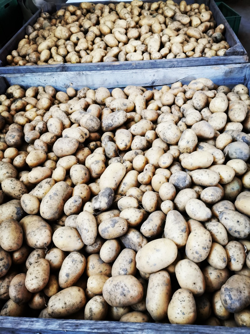 Sprzedam organiczne certyfikowane ziemniaki stołowe odmiany Agata (ziemniaki wczesne 2024) W zależności od preferencji pakowane są od 1kg - 1000kg Piękny żółty
