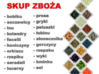 Kupię: JĘCZMIEŃ paszowy oraz konsumpcyjny, PSZENICĘ, GROCH, PELUSZKA, PSZENICA,