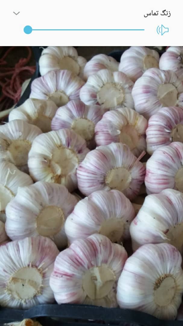 Świeży czosnek jest bardzo dobrej jakości, a jego kaliber zaczyna się od 4 cm