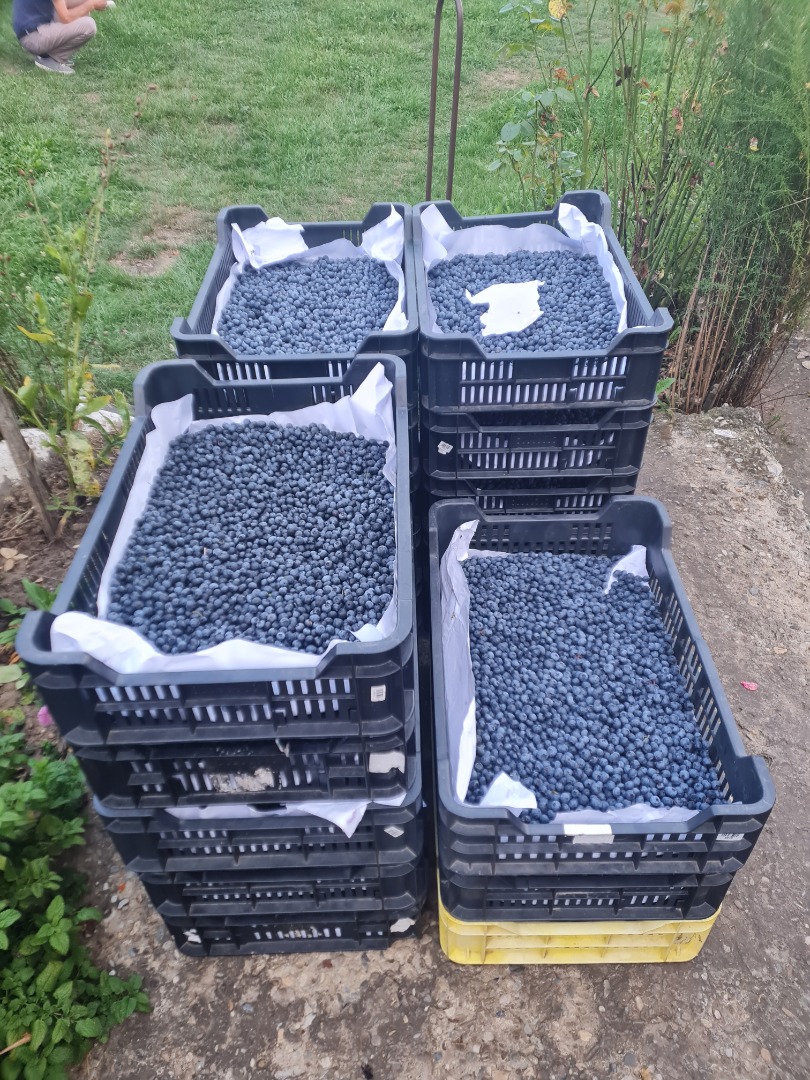 Sprzedam borówki po 5 euro za kg