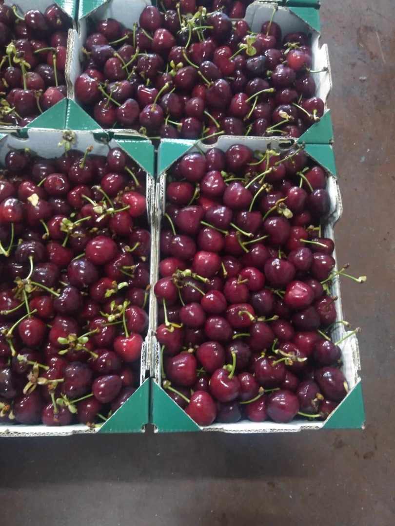 Sprzedajemy czereśnie pochodzenia macedońskiego i greckiego