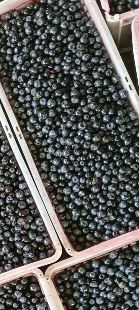 Witam oferuję sprzedaż jagody leśnej prosto z bieszczadzkich gór jagoda jest czysta dziennie około 100kg jagody najlepiej dłuższe współpracę