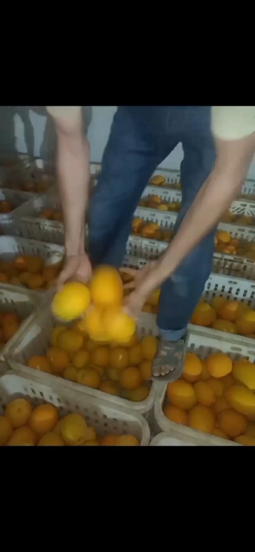 Marokański sok z pomarańczy ..odmiana.maroc łac