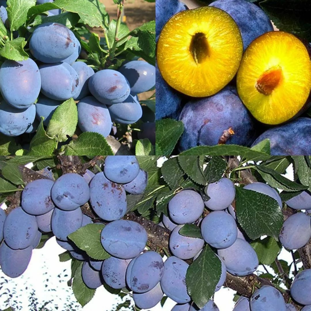 W sprzedaży odmiany śliwek Stanley, Kabardinka, Lipotisu i inne