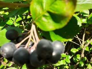 Aronia, Borówka Amerykańska - Zrywane Ręcznie (0 nawozów!) Dzień