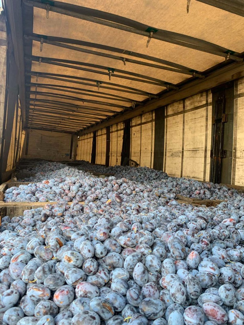 Produkuję organiczne śliwki w północno-zachodniej Bułgarii