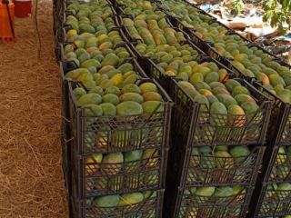 Witam, mam na imię Nabil, oferuję tony mango z