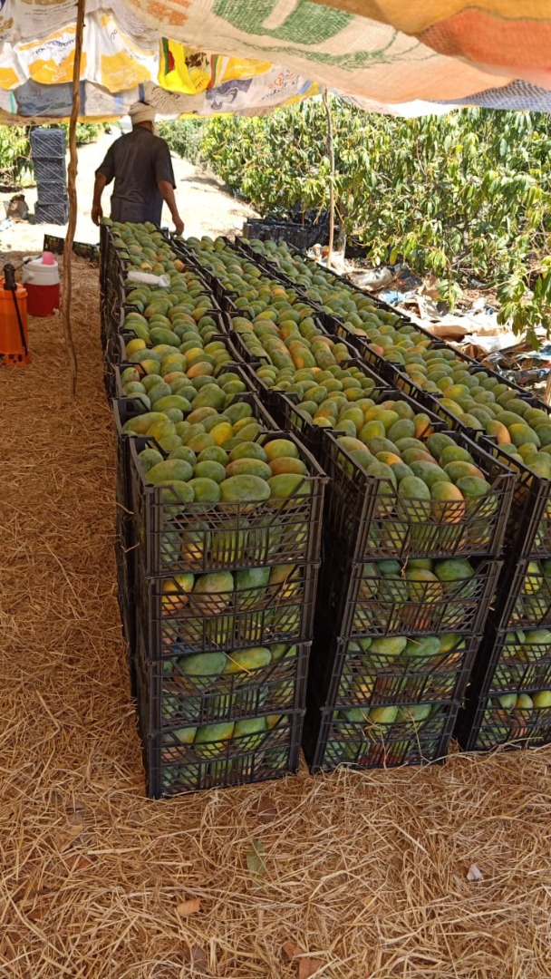 Witam, mam na imię Nabil, oferuję tony mango z Egiptu, słodkie jak cukier, cena VP dla zainteresowanych, bardzo chętnie nawiążę współpracę