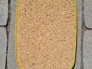 Proso żółte 2024 czyste wyselekcjonowane 25 ton 0,4€/kg Serbia,