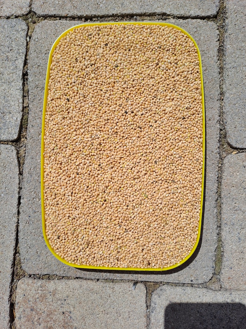 Proso żółte 2024 czyste wyselekcjonowane 25 ton 0,4€/kg Serbia, Zrenjanin