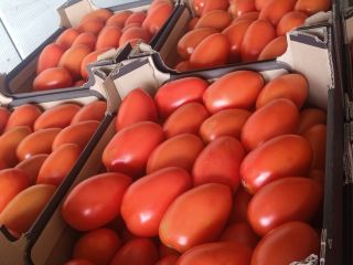 Sprzedam pomidory śliwkowe spod osłon. Pakowane w karton 6kg.