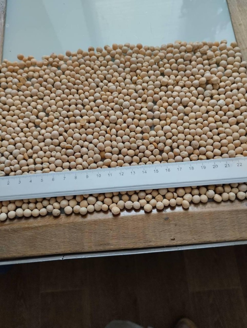 Sprzedaż grochu żółtego, możliwa dostawa DAP, ilość 2000-2500 ton,cena od 307-325 USD FCA Istnieją wszystkie niezbędne analizy, pochodzenie Mołdawia