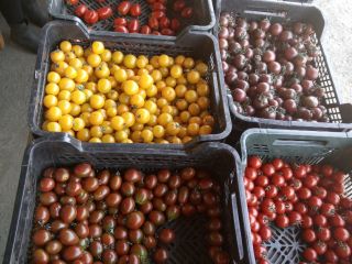Pomidory wiśniowe w mieszance. Oferowana ilość to 150 kg.