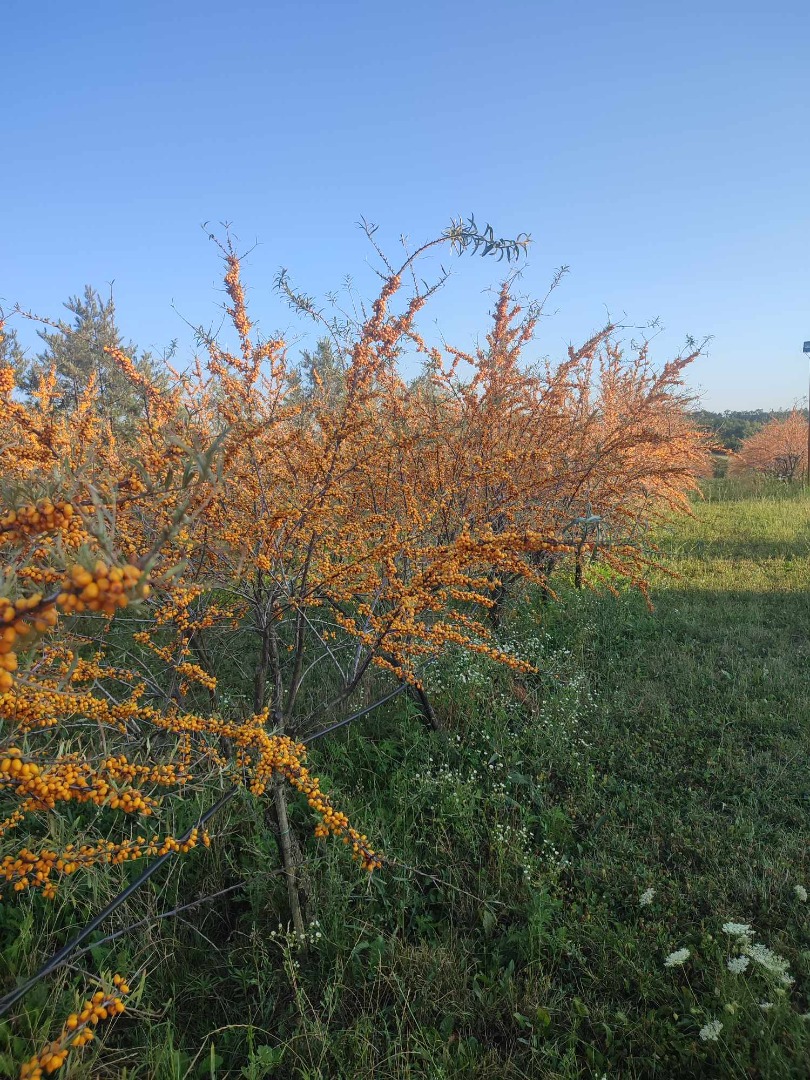 Sprzedam rokitnika ekologicznego 15 ton