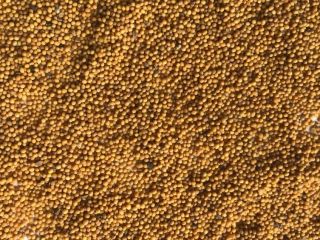 Brassica juncea; Gorczyca orientalna i inne rodzaje Sprzedam nasiona