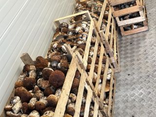 Rozpoczął się sezon żniw. Produkt ekologiczny. Możemy zaoferować duże