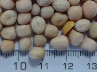 na zapytanie dostępna nowa odmiana grochu żółtego, opakowanie i