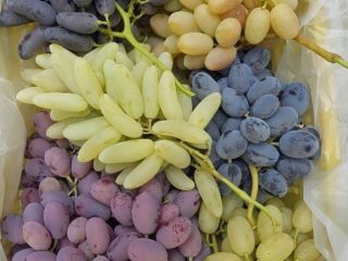 świeże winogrona wszelkiego typu eksport z Uzbekistanu z lotem
